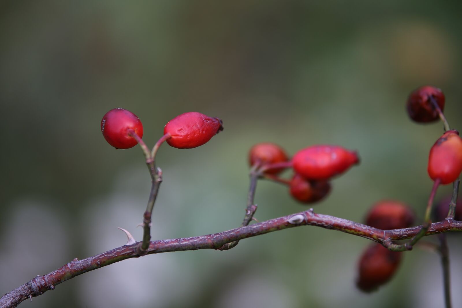 Tamron 70-210mm F4 Di VC USD sample photo. Rose hips, red berries photography