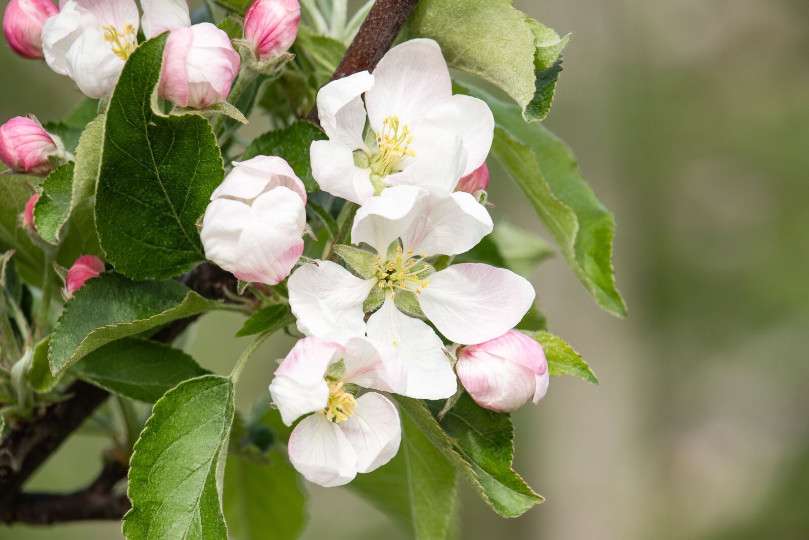 Canon EF-S 55-250mm F4-5.6 IS STM sample photo. Apple blossom, apple tree photography