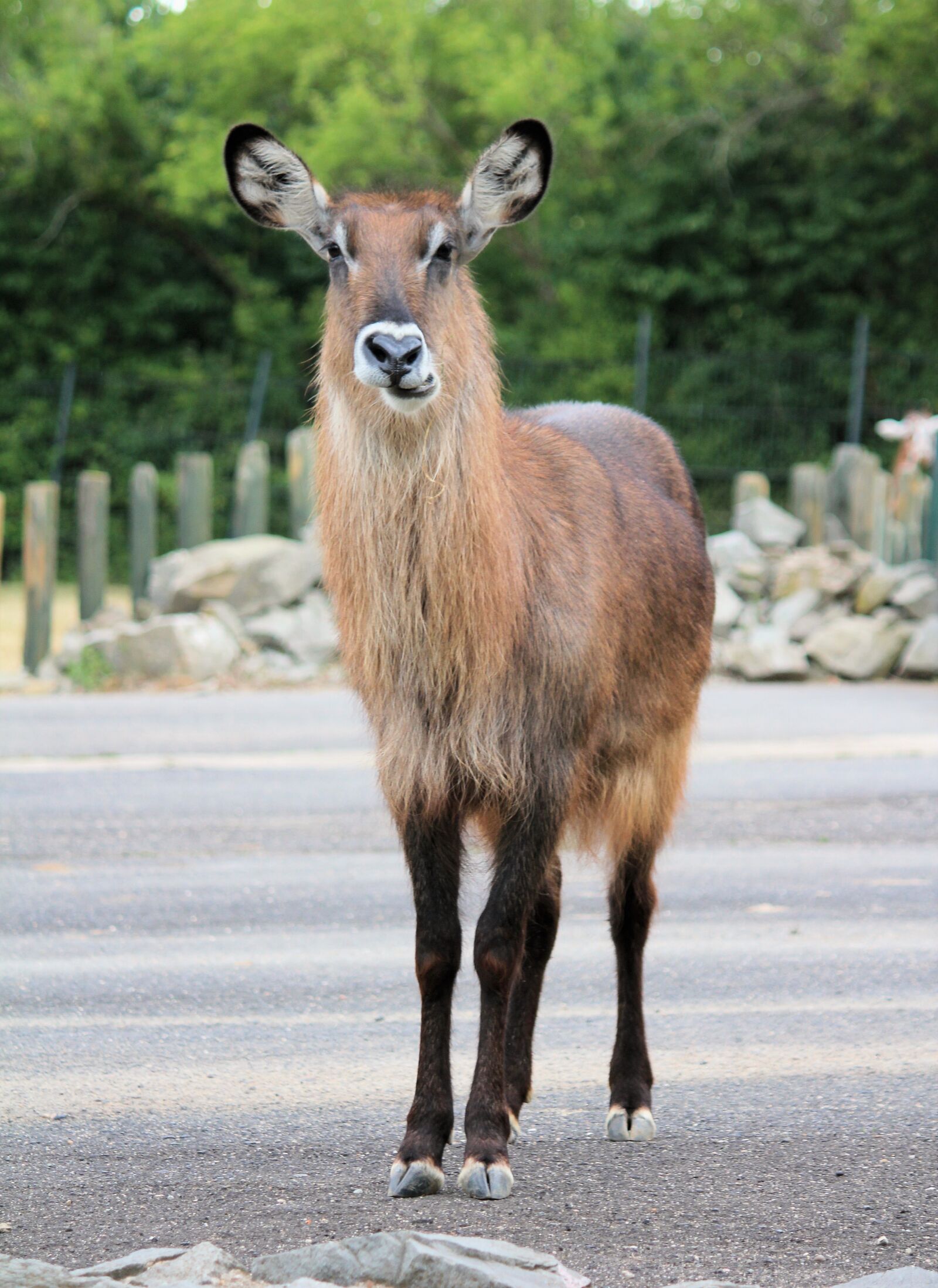 Canon EOS 550D (EOS Rebel T2i / EOS Kiss X4) sample photo. Waterbuck, the antelope, animal photography