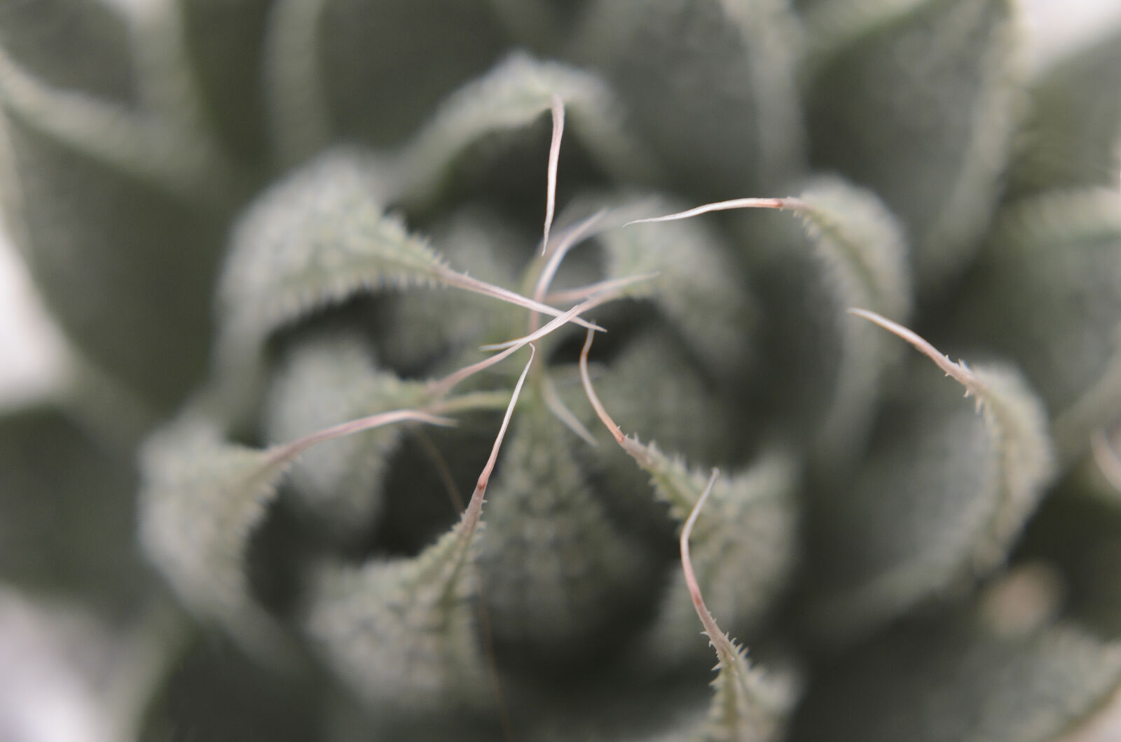 Nikon D7000 + Nikon AF-S Nikkor 50mm F1.8G sample photo. Abstract, abstrato, background, brazilian photography
