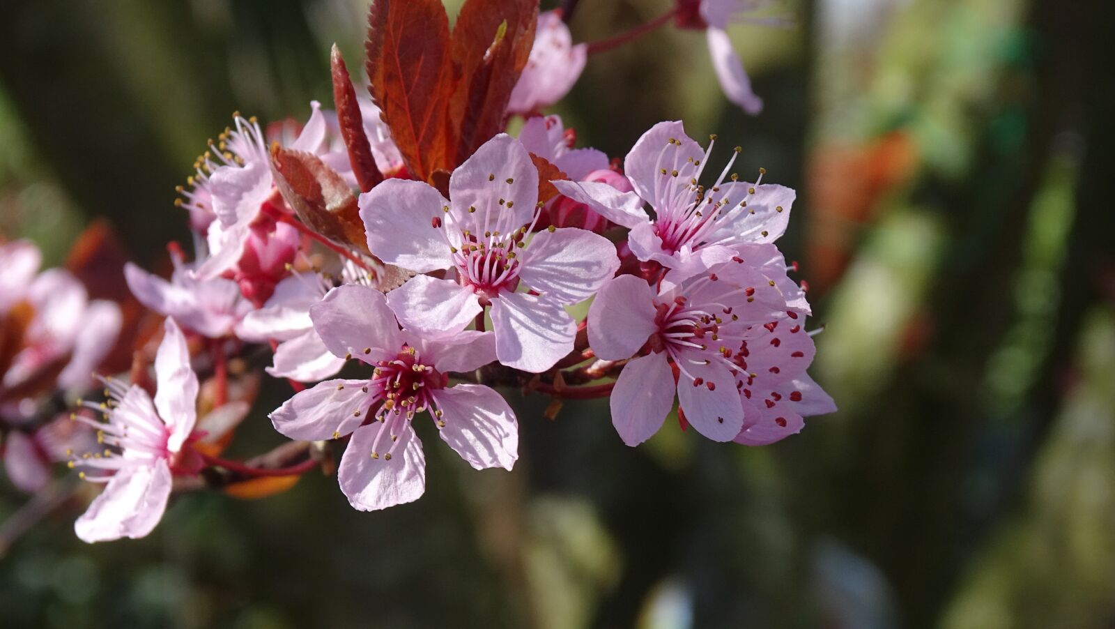 Sony Cyber-shot DSC-HX400V sample photo. Nature, plant, garden photography