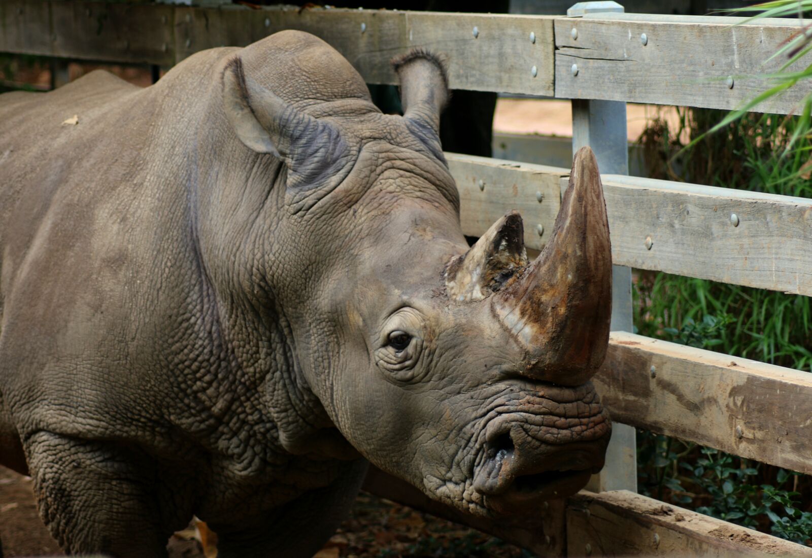 Canon EOS 70D sample photo. Mammal, rhinoceros, animal photography