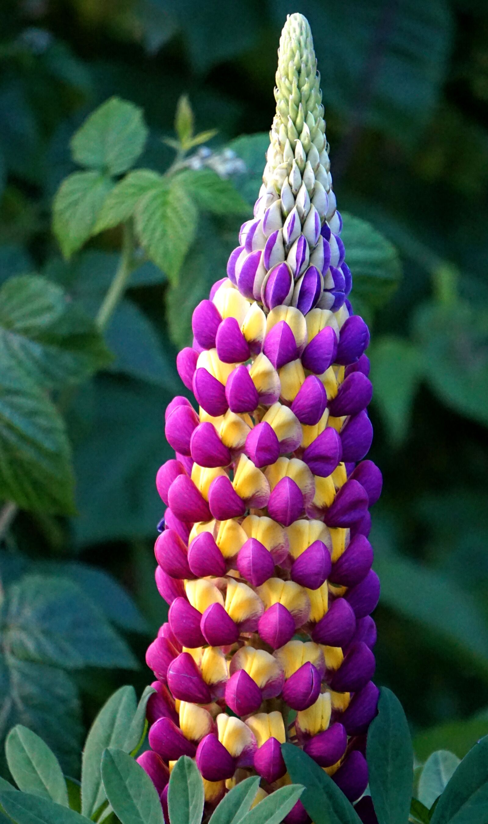 Sony Alpha a5000 (ILCE 5000) + Sony E 55-210mm F4.5-6.3 OSS sample photo. Lupine, blossom, bloom photography