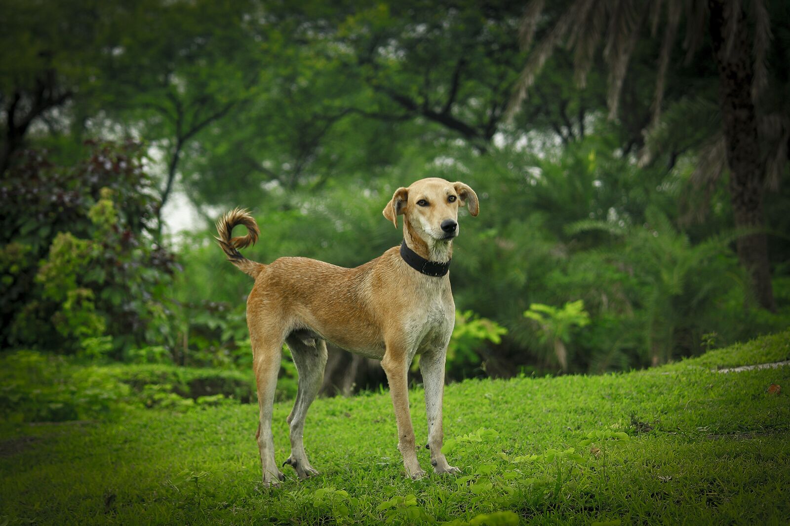 Canon EOS 1300D (EOS Rebel T6 / EOS Kiss X80) sample photo. Indian, dog, nature photography