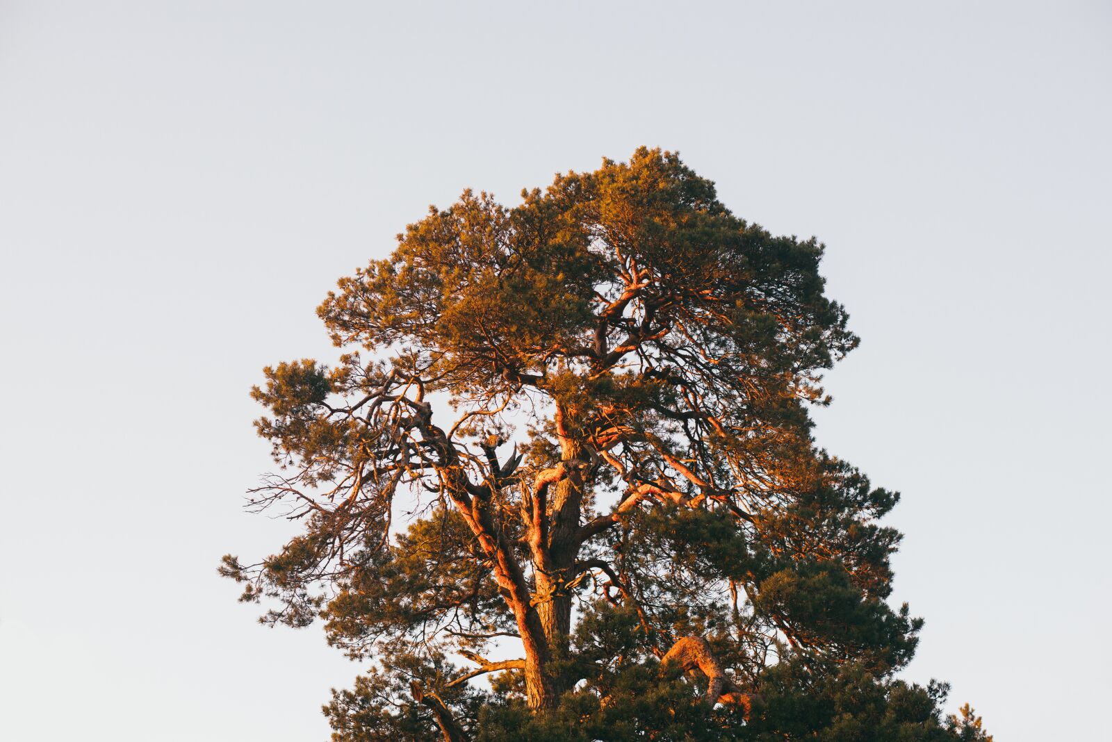 Nikon D610 sample photo. Branches, hd wallpaper, nature photography