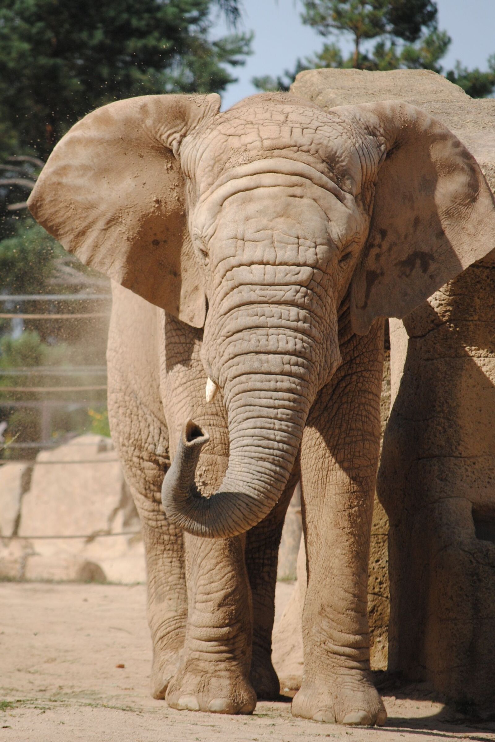 Nikon D3000 sample photo. Elephant, zoo, dust photography