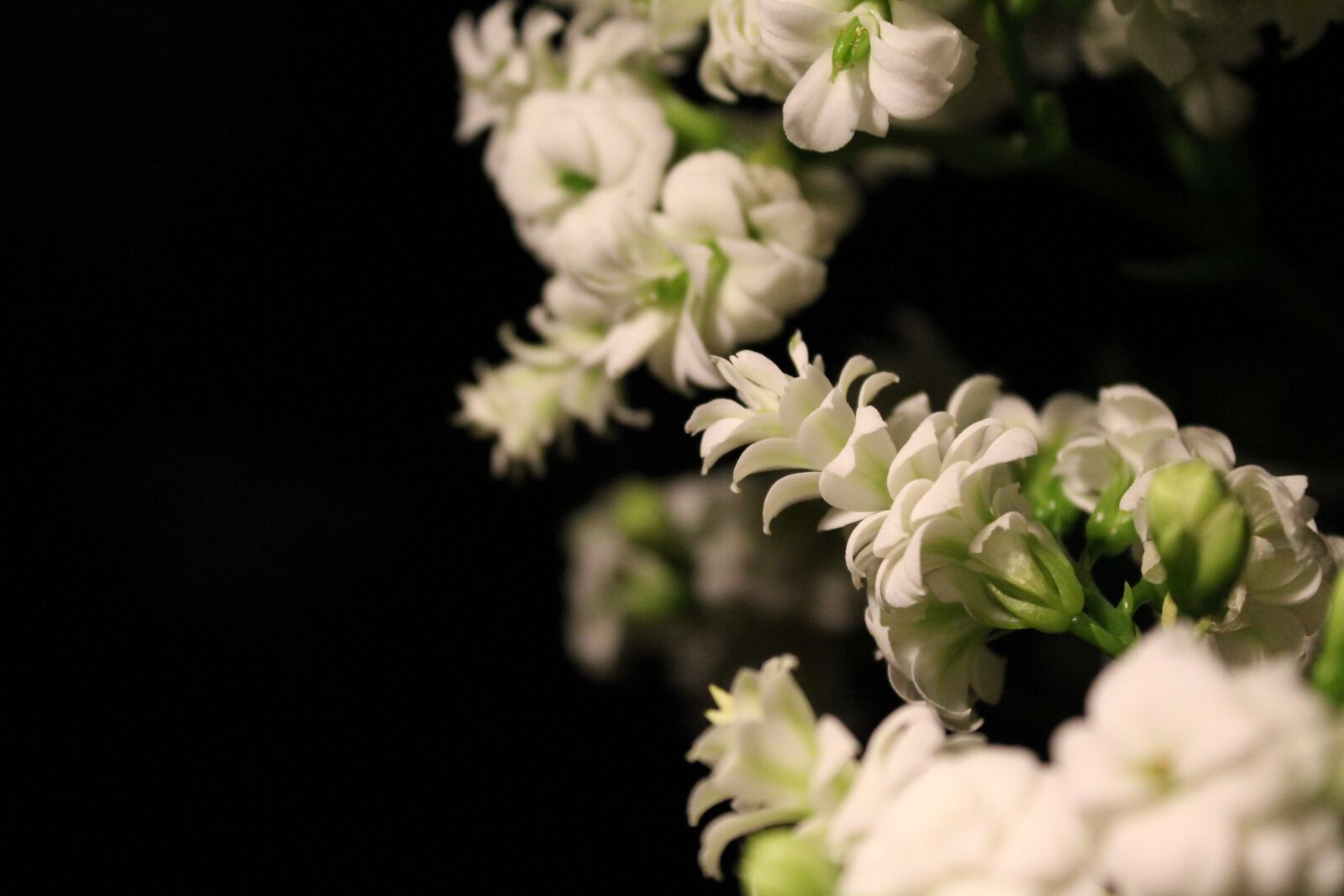 Canon EOS 1100D (EOS Rebel T3 / EOS Kiss X50) sample photo. Kalanchoe, blossom, bloom photography