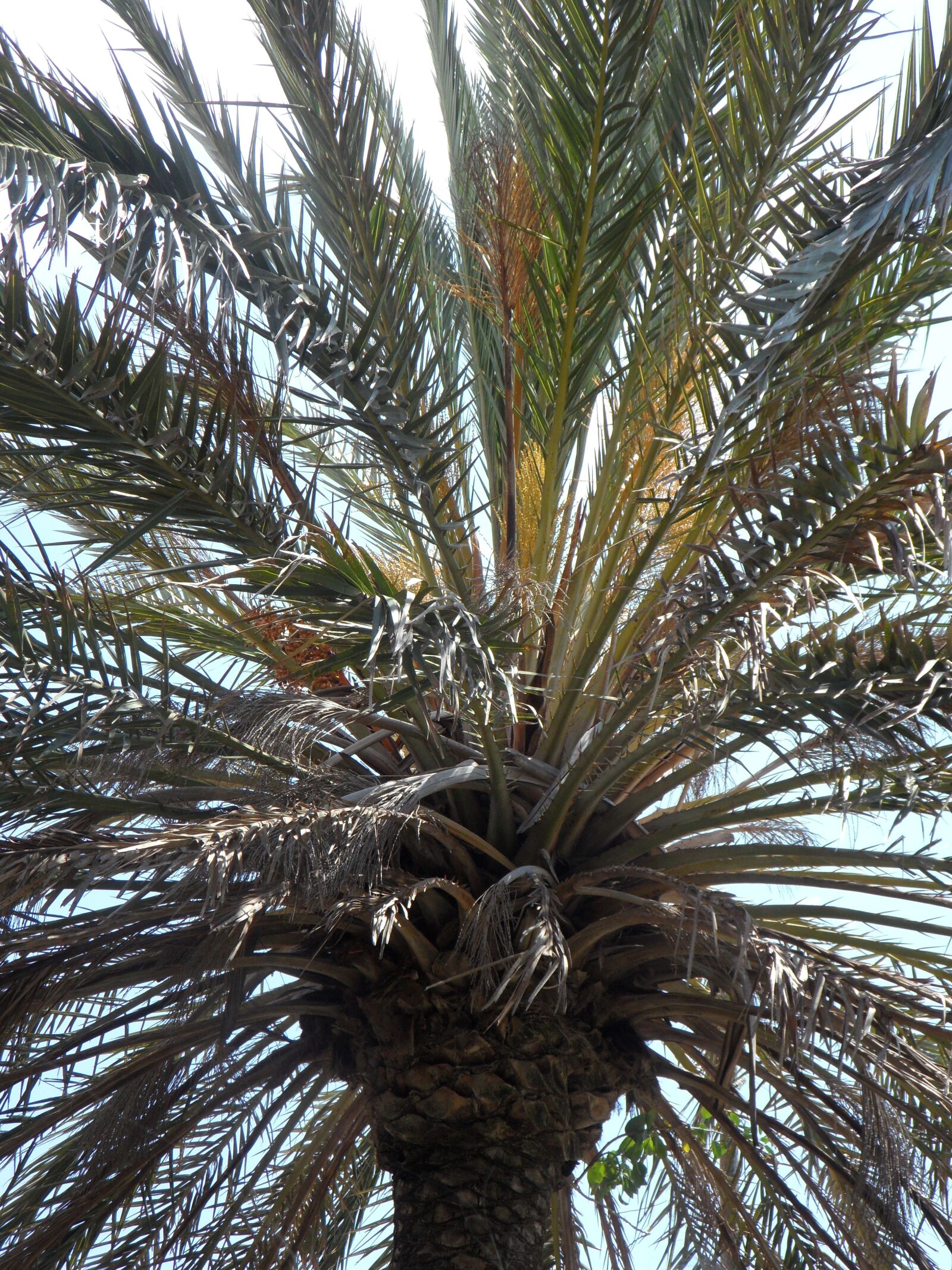 Samsung VLUU WB210, SAMSUNG WB210 sample photo. Palm, sky, leaves photography