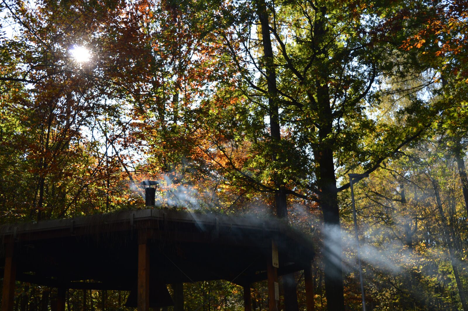 Nikon D3200 sample photo. Nature, trees, forest photography