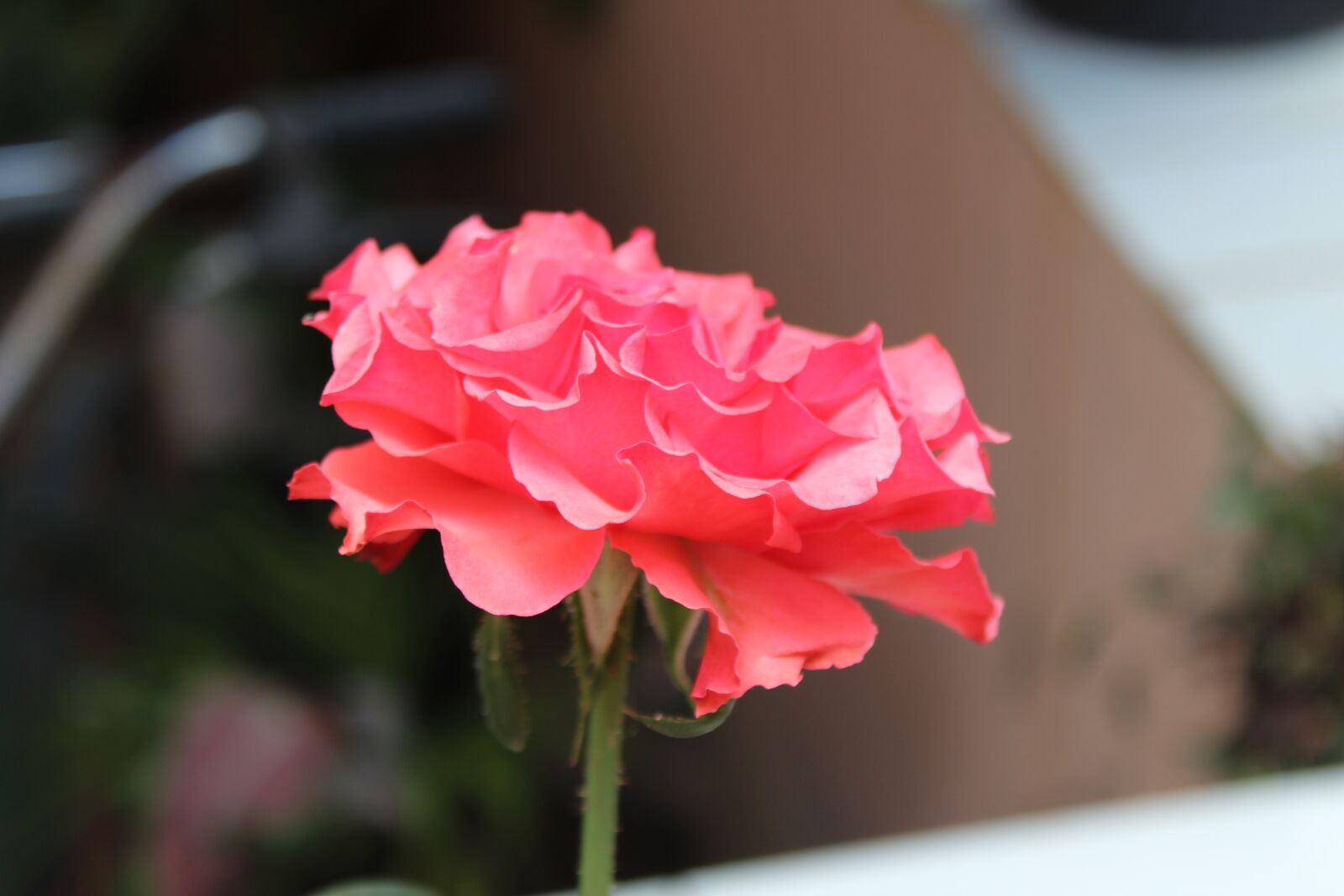 Canon EOS 1300D (EOS Rebel T6 / EOS Kiss X80) sample photo. Pink rose, rose, flower photography