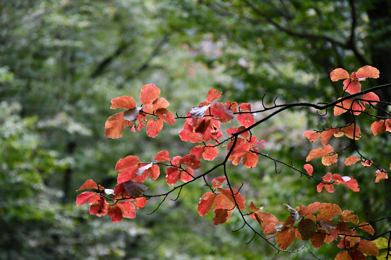 Nikon D7500 sample photo