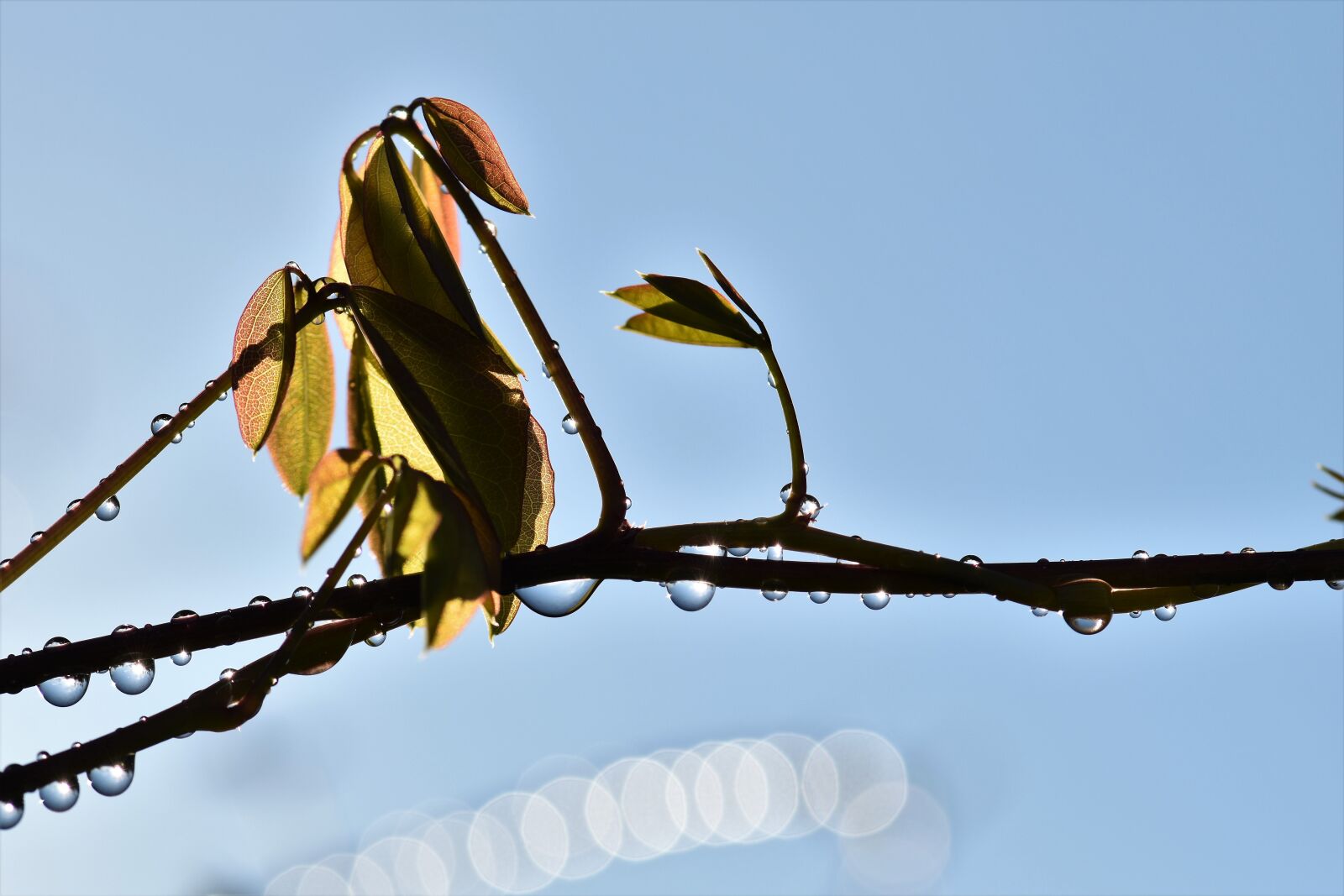 Nikon D5500 sample photo. Drop of water, raindrop photography
