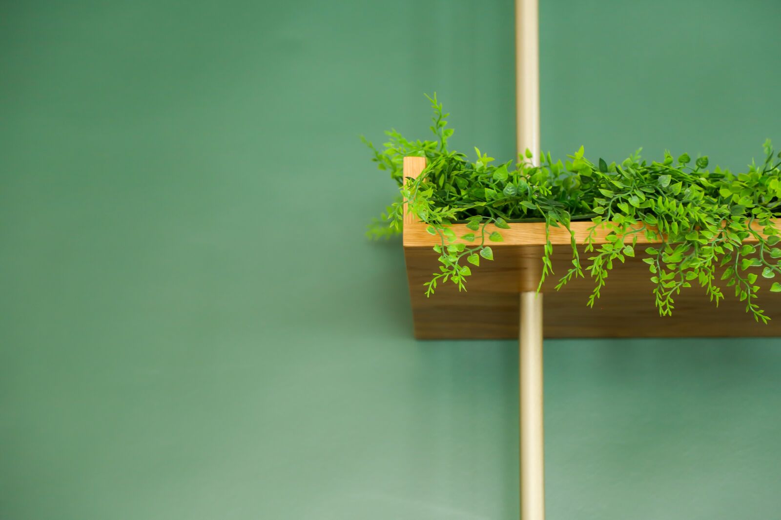 Canon EF 24-105mm F4L IS USM sample photo. Decoration, green, plants photography