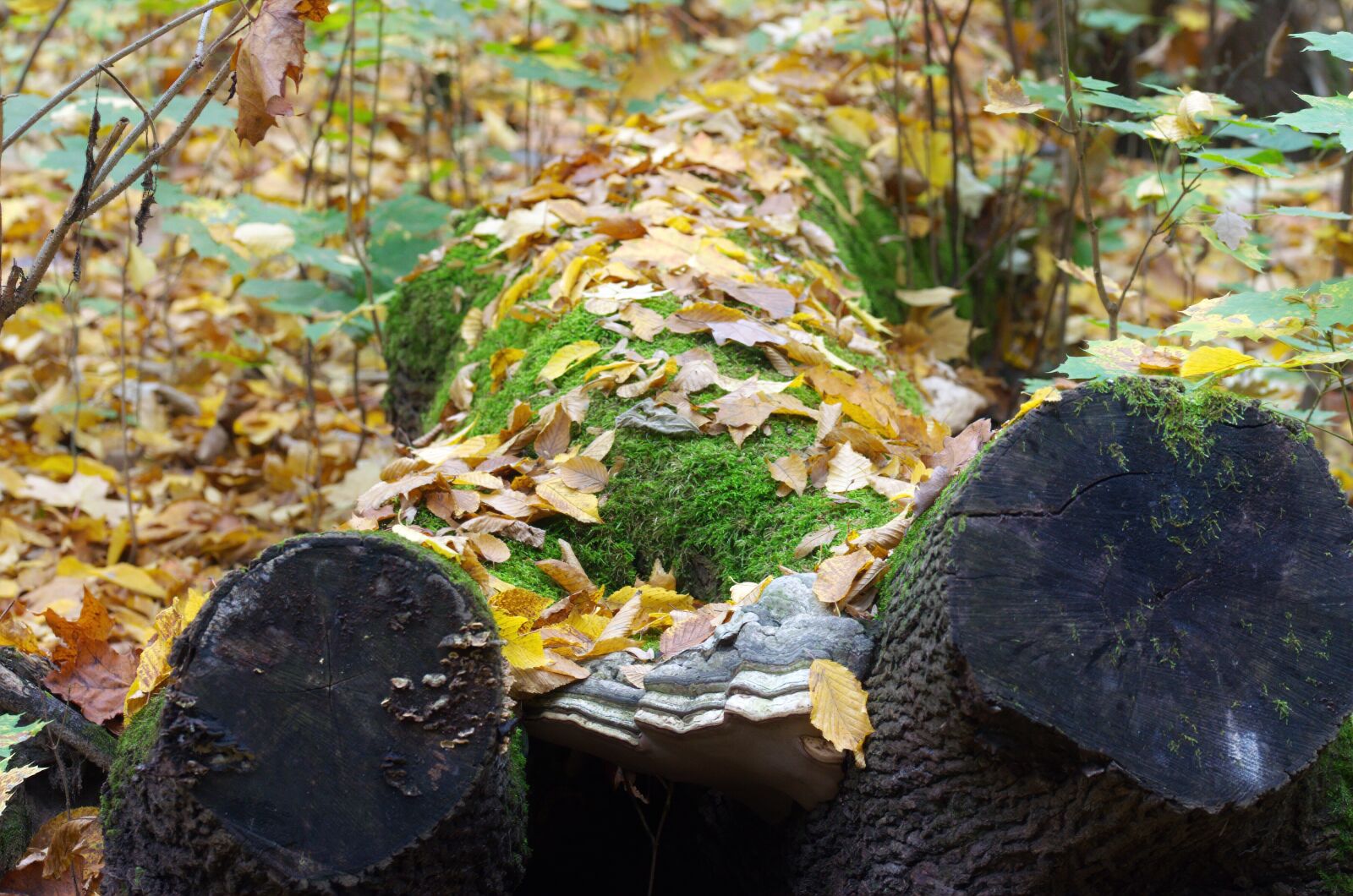Nikon D5100 sample photo. Trunk, tree, cut photography