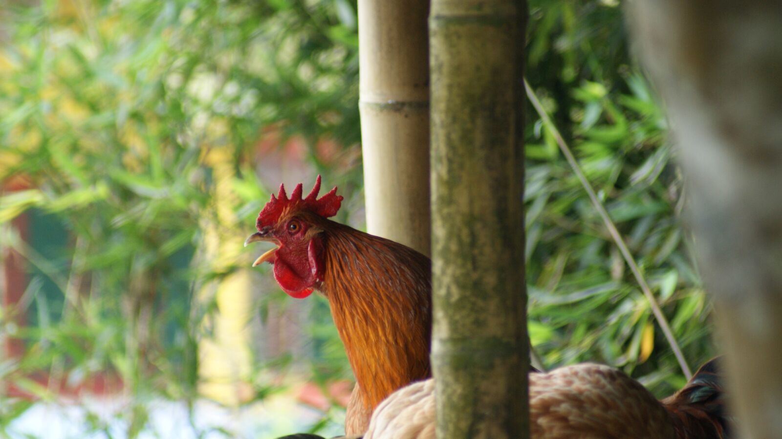 Sony Alpha DSLR-A390 sample photo. Birds, the, field photography