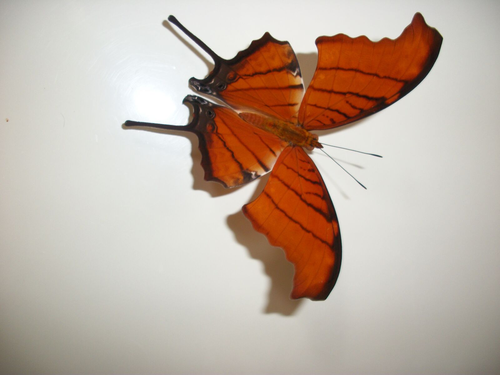 Kodak EASYSHARE M341 DIGITAL CAMERA sample photo. Mariposa photography