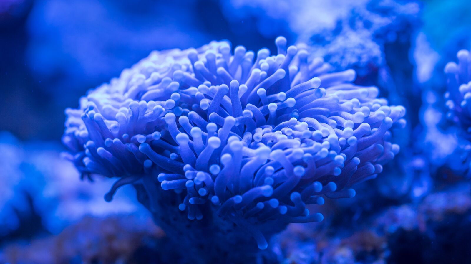 Sony a7R II + Canon EF 100mm F2.8L Macro IS USM sample photo. Coral, polyp photography