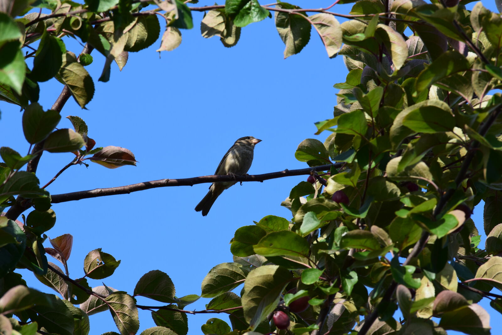 Nikon D3300 sample photo