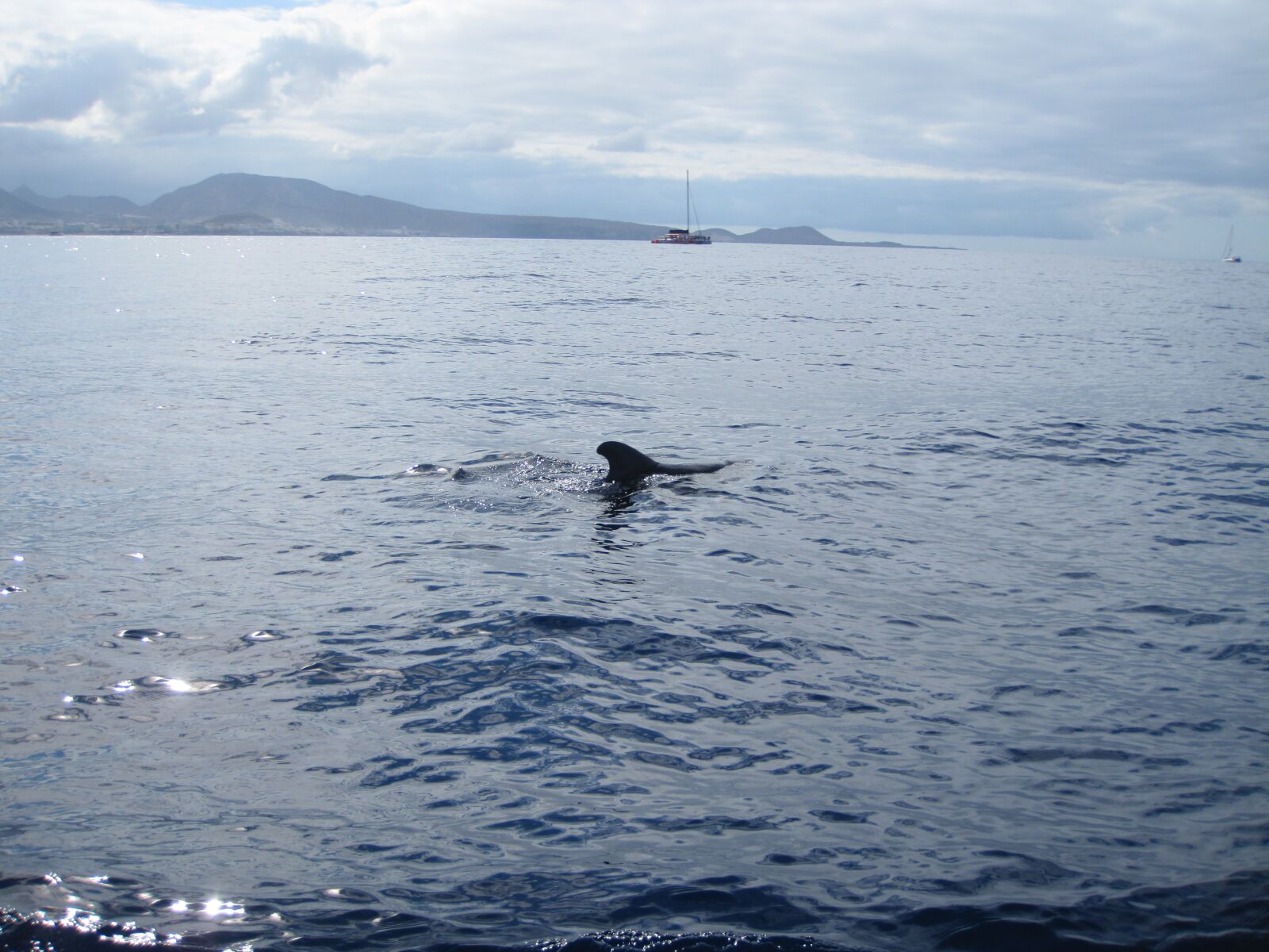 Canon PowerShot SD970 IS (Digital IXUS 990 IS / IXY Digital 830 IS) sample photo. Whale, sea, holiday photography