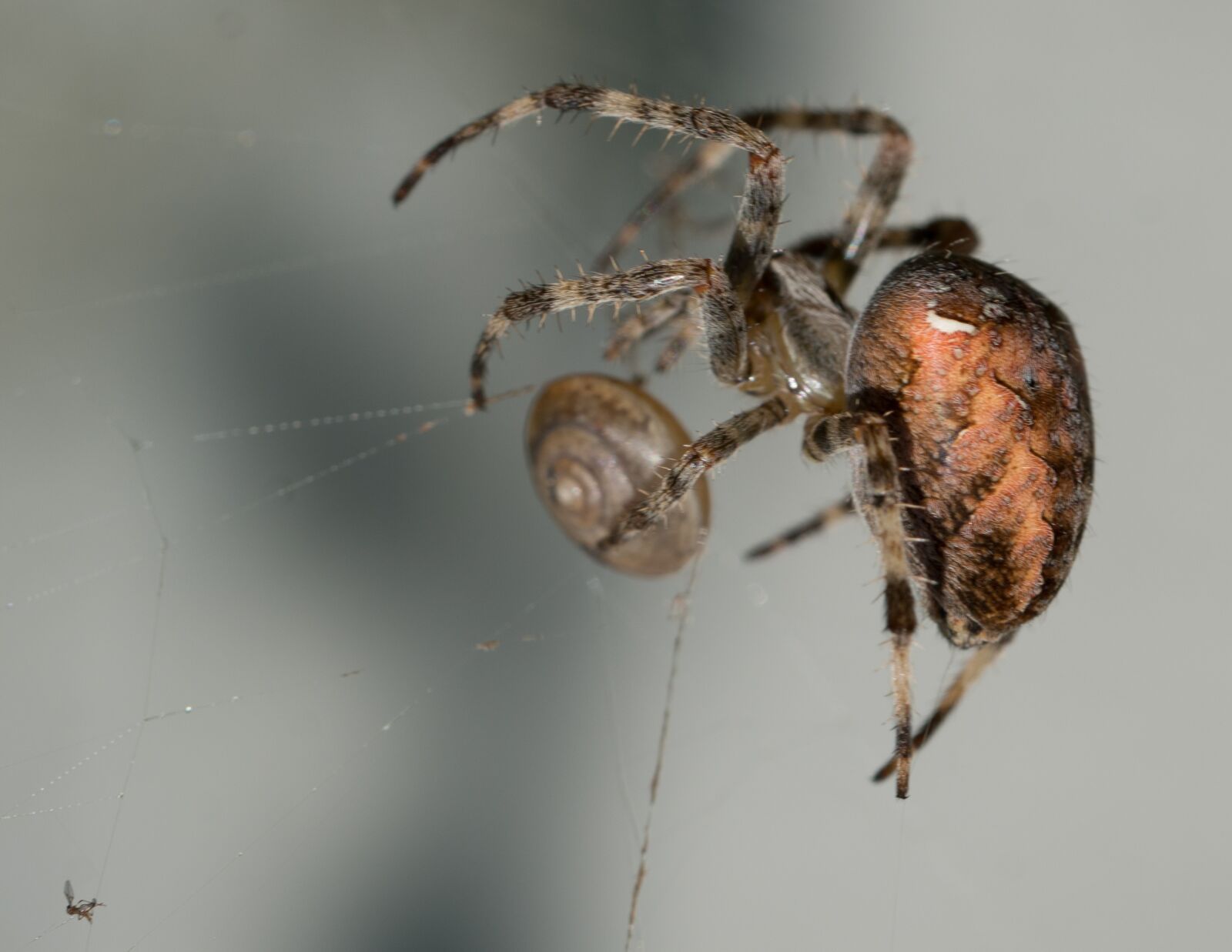 Sony a7R II + Sony FE 90mm F2.8 Macro G OSS sample photo. Spider, macro, nature photography