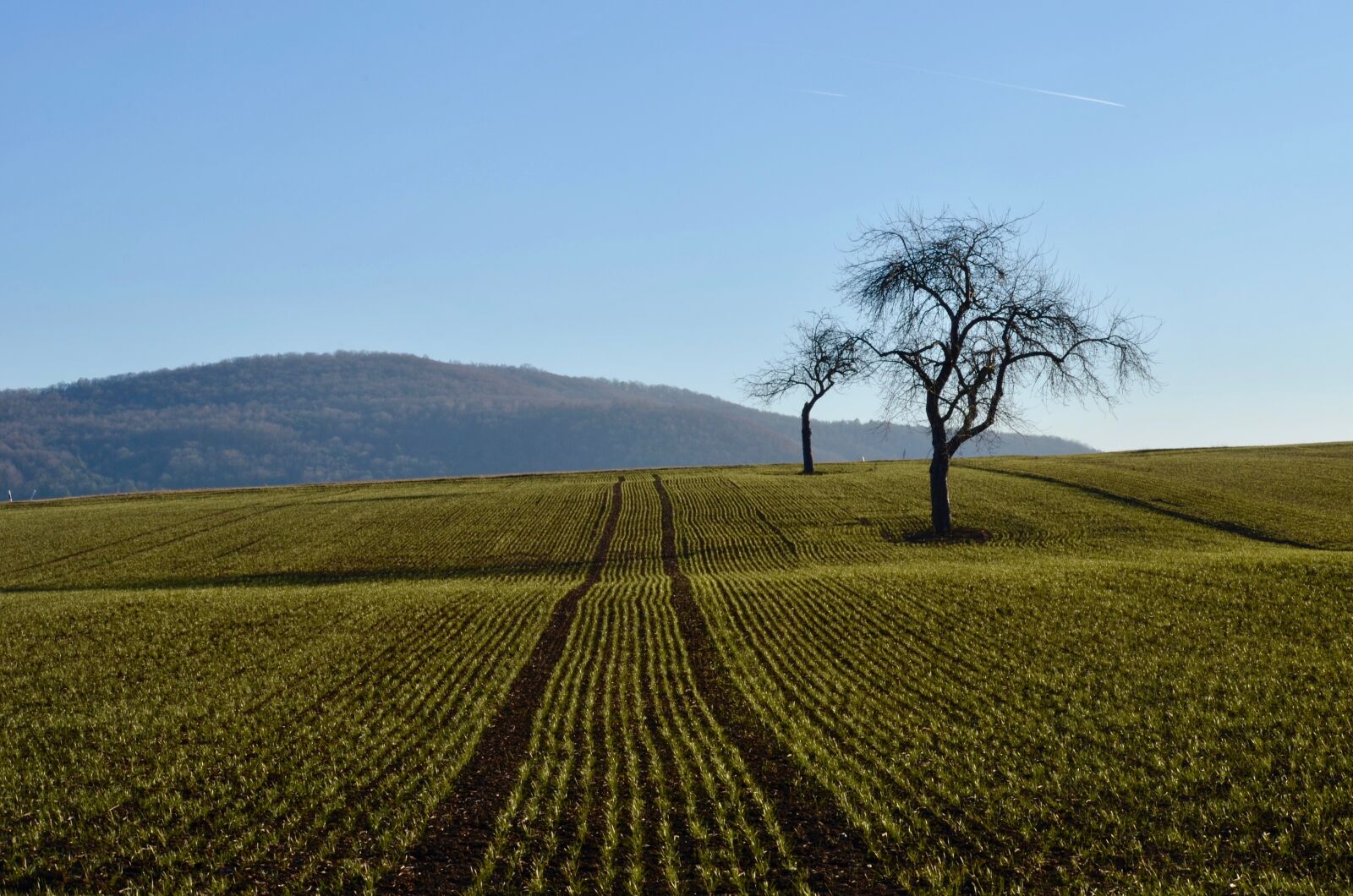 Nikon D5100 sample photo. Fruit trees, field, landscape photography