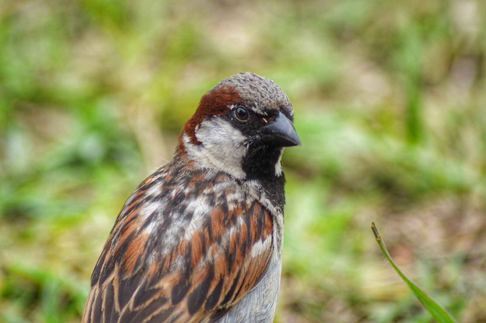 Nikon D3200 sample photo. Sparrow, birds, nature photography