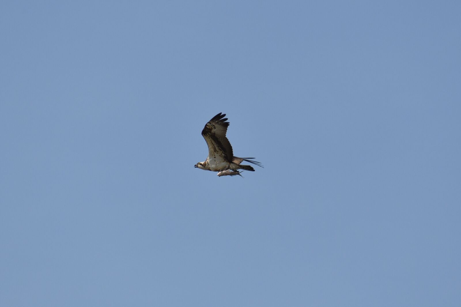Nikon D7200 sample photo. Animal, sky, bird photography