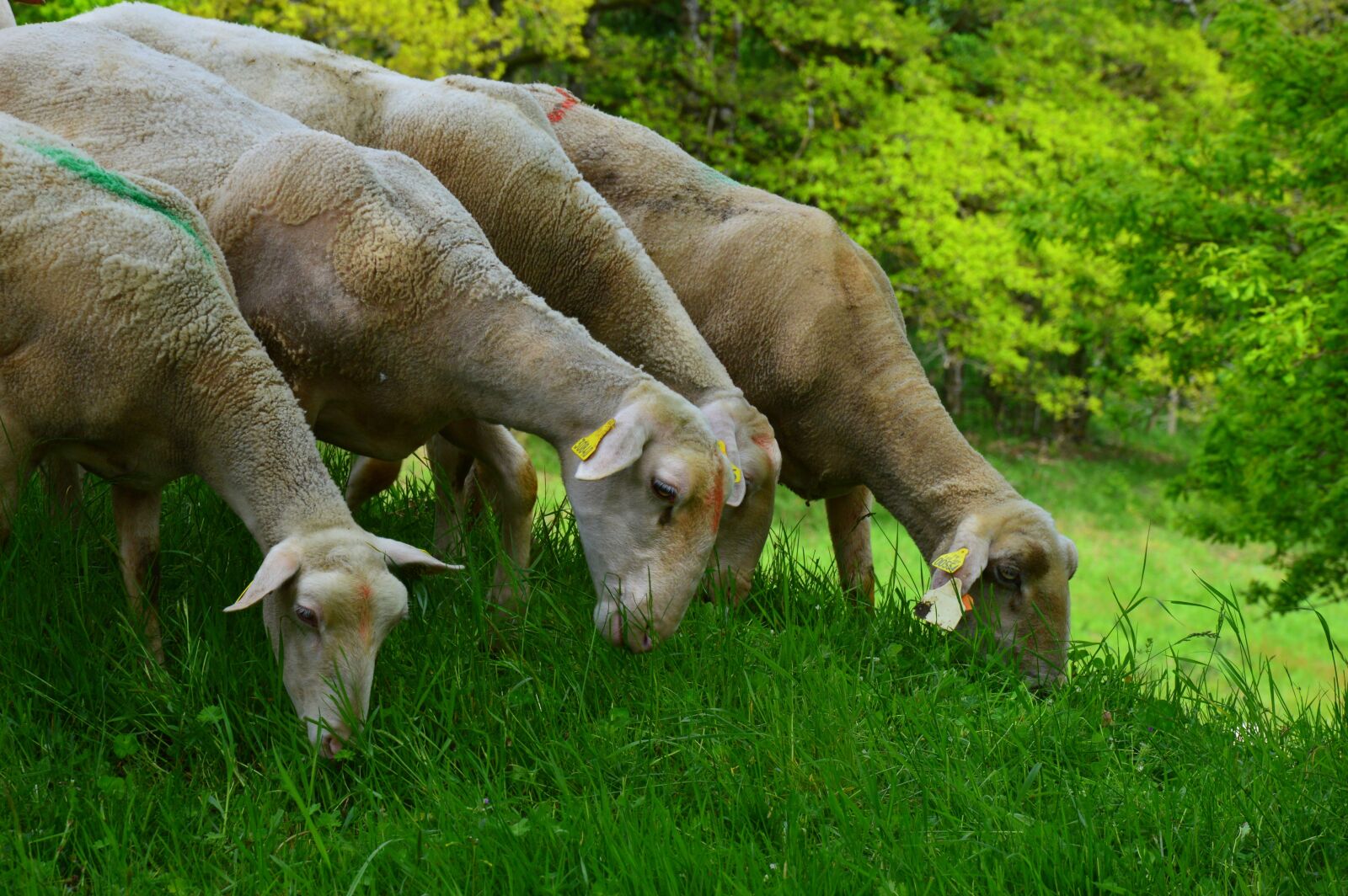 Nikon D3200 sample photo. Sheep, animal, herd photography