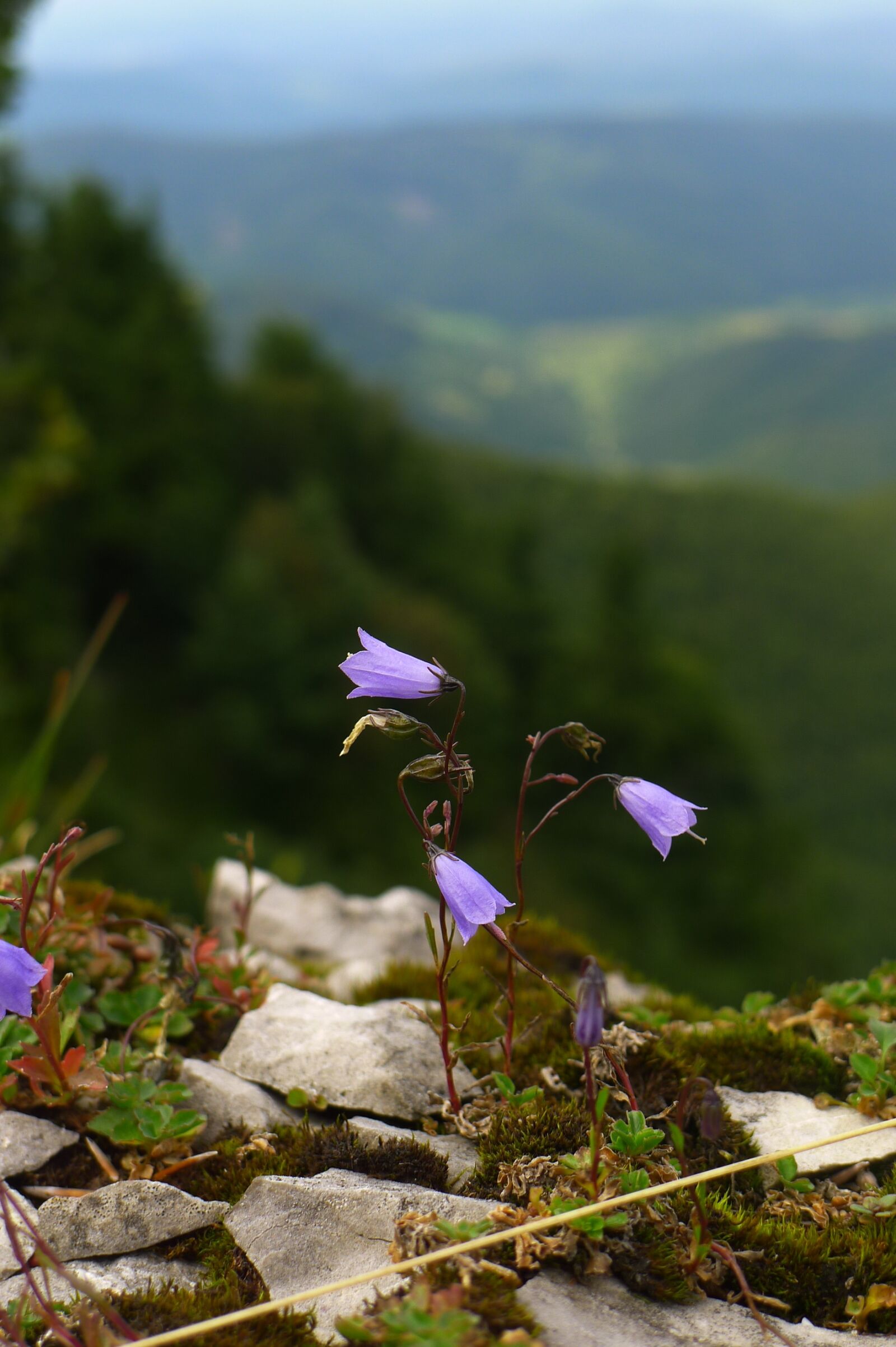 Panasonic Lumix DMC-LX5 sample photo. Campanula, bellflower, wildflower photography