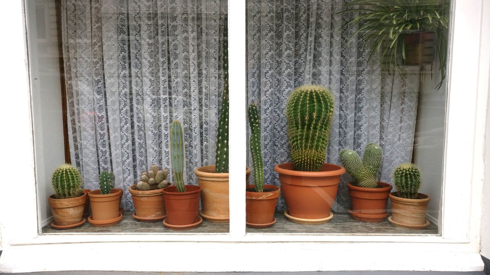 OnePlus A3003 sample photo. Cactus, window, curtains photography