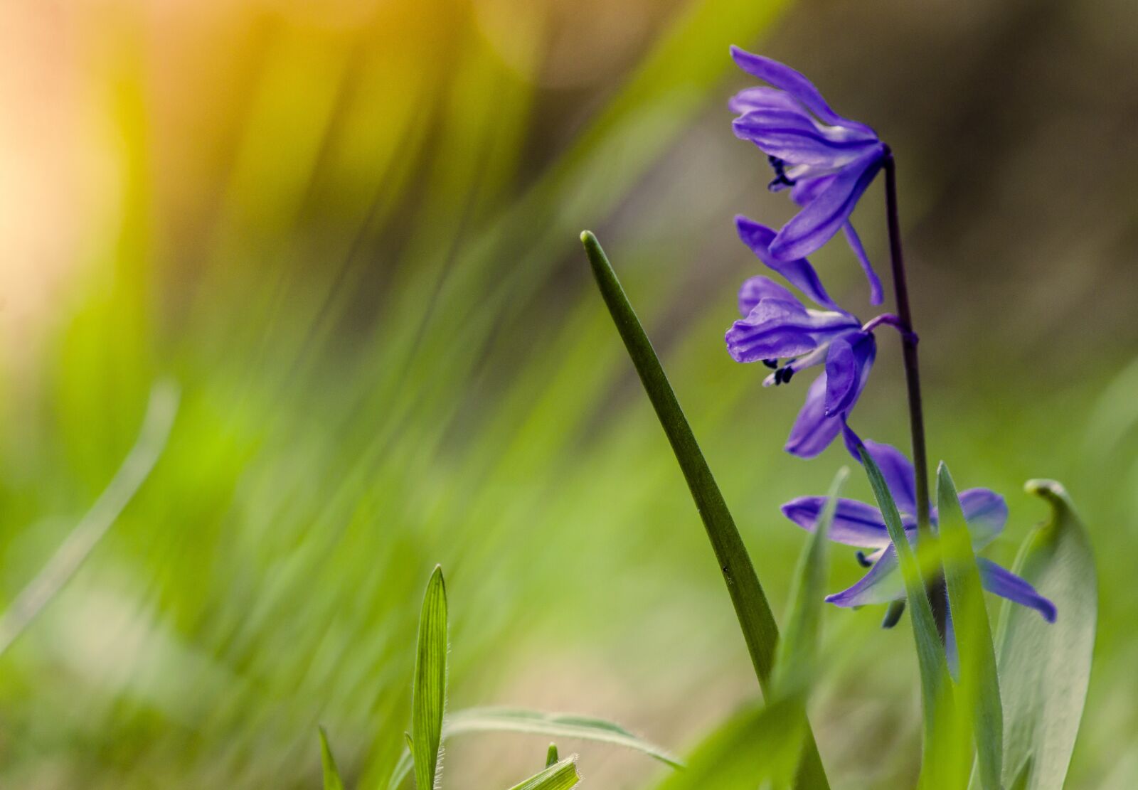 Pentax K-S2 sample photo. Spring flowers, blue, ringtones photography