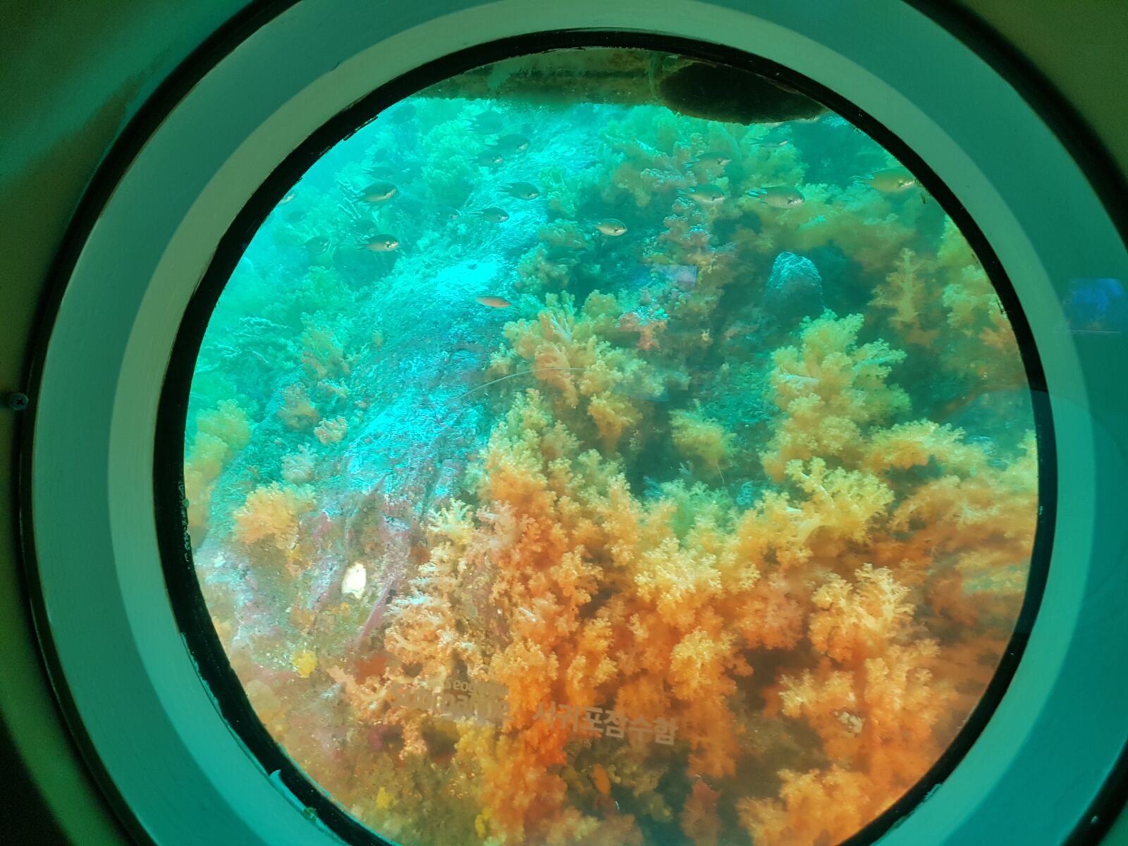 Samsung Galaxy S7 Edge sample photo. In the sea, submarine photography
