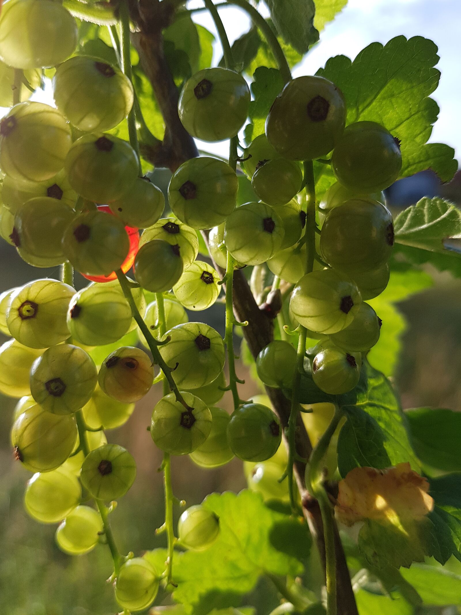 Samsung Galaxy S7 Edge sample photo. Currants, fruits, green photography