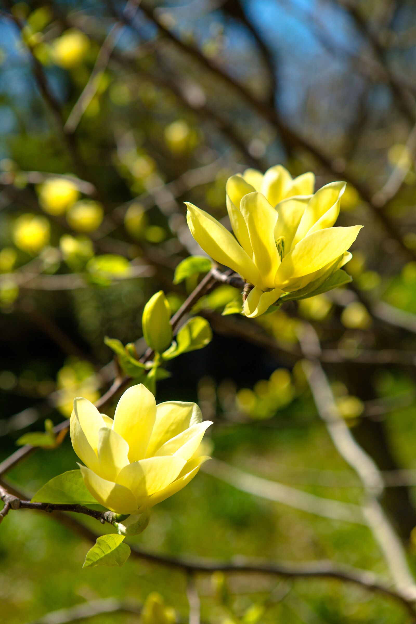 Canon EF 24-70mm F2.8L USM sample photo. Nature, plant, flower photography