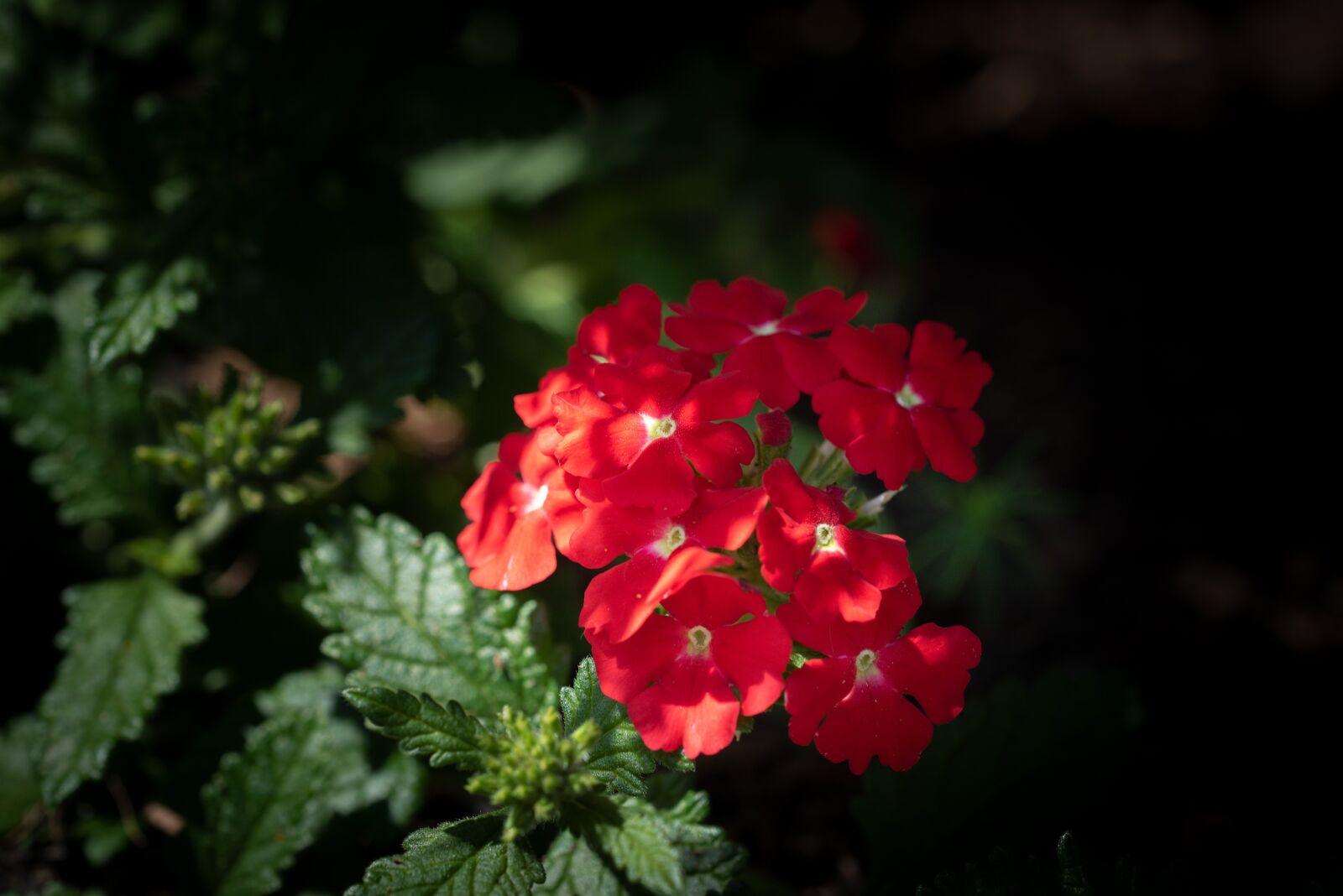 Nikon D750 sample photo. Flower, blossom, bloom photography