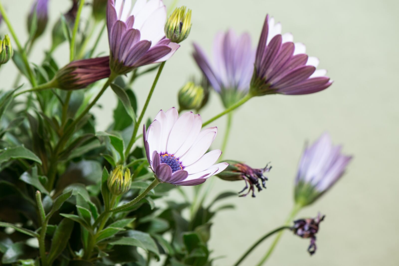 Canon EF-S 55-250mm F4-5.6 IS II sample photo. Osteospermum ecklonis, cape basket photography