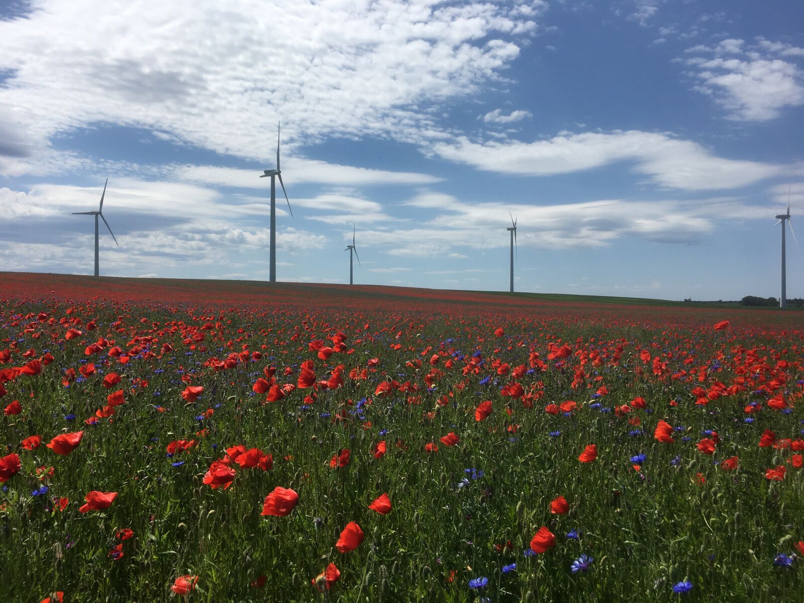 Apple iPhone 6s sample photo. Meadow, poppies, field photography