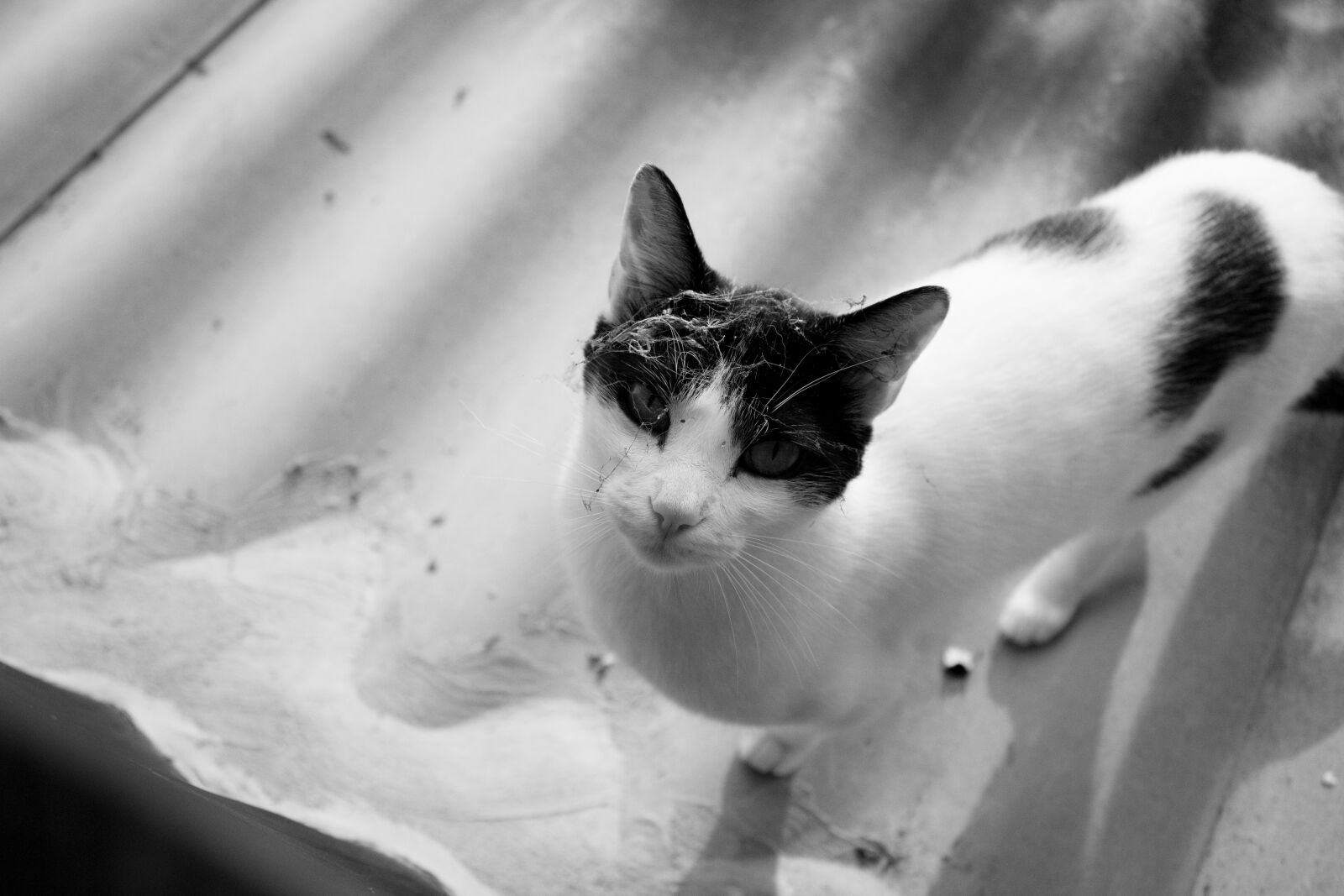 Canon EOS 600D (Rebel EOS T3i / EOS Kiss X5) sample photo. Cat, ceiling, escape photography
