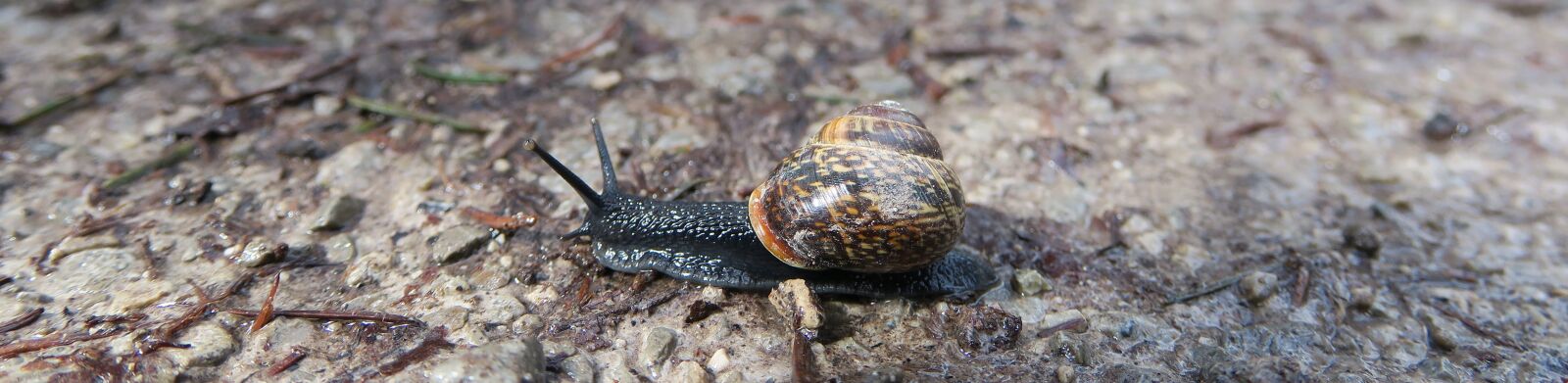 Canon PowerShot G3 X sample photo. Snail, shell, black photography