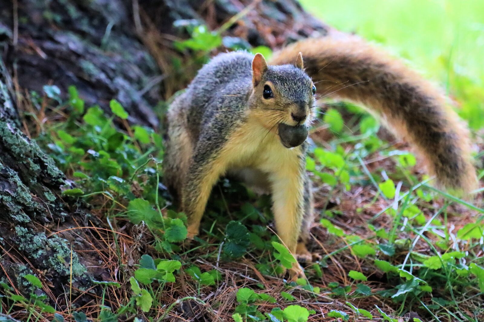 150-600mm F5-6.3 DG OS HSM | Contemporary 015 sample photo. Squirrel, tree, nature photography
