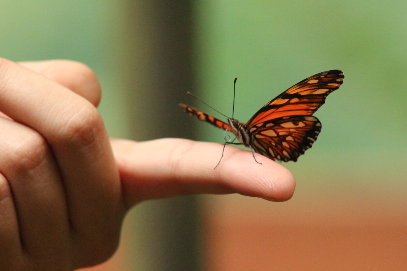 Canon EF 75-300mm f/4-5.6 USM sample photo. Butterfly, in hand, finger photography