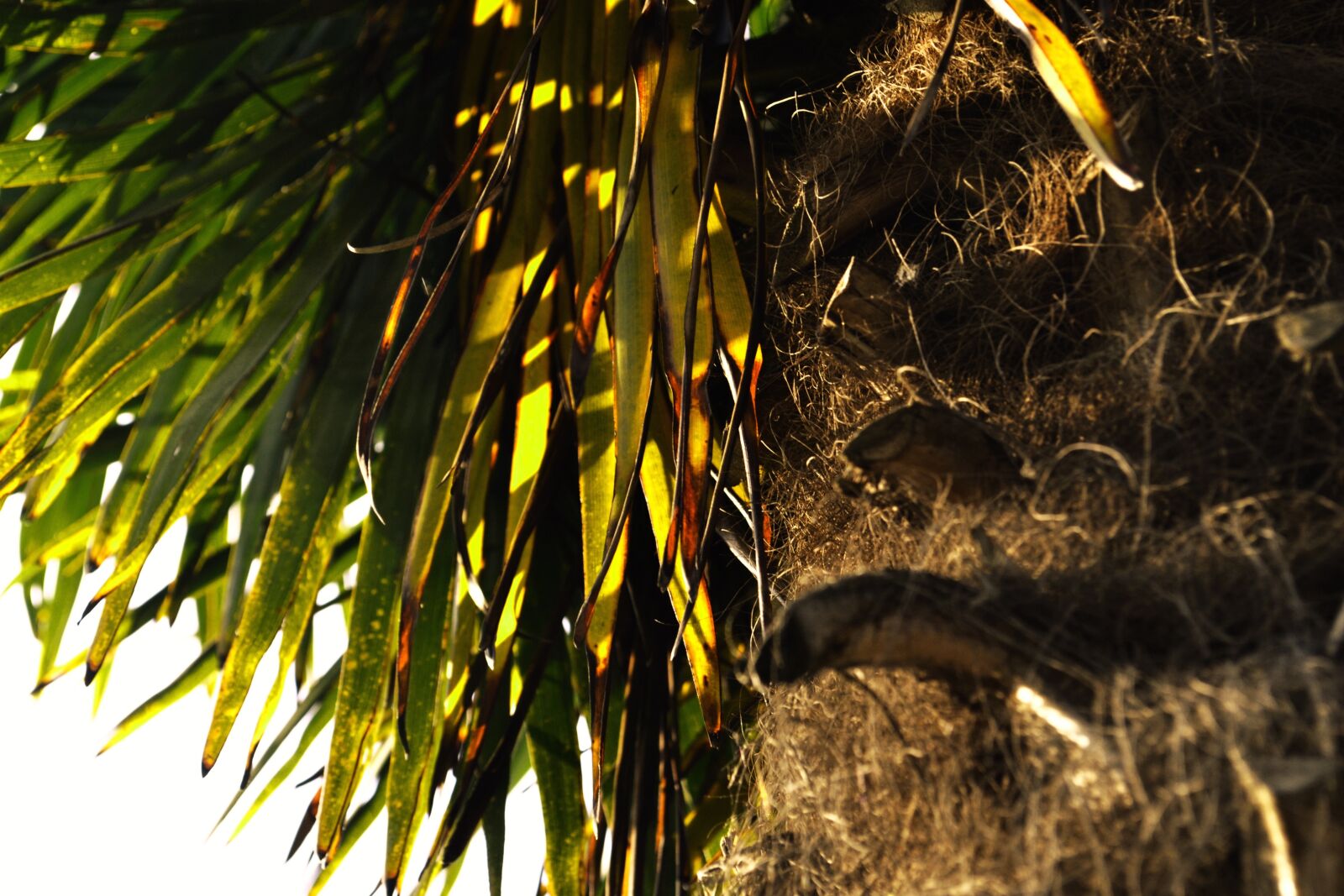 Nikon D3100 sample photo. Palm, sun, vacations photography