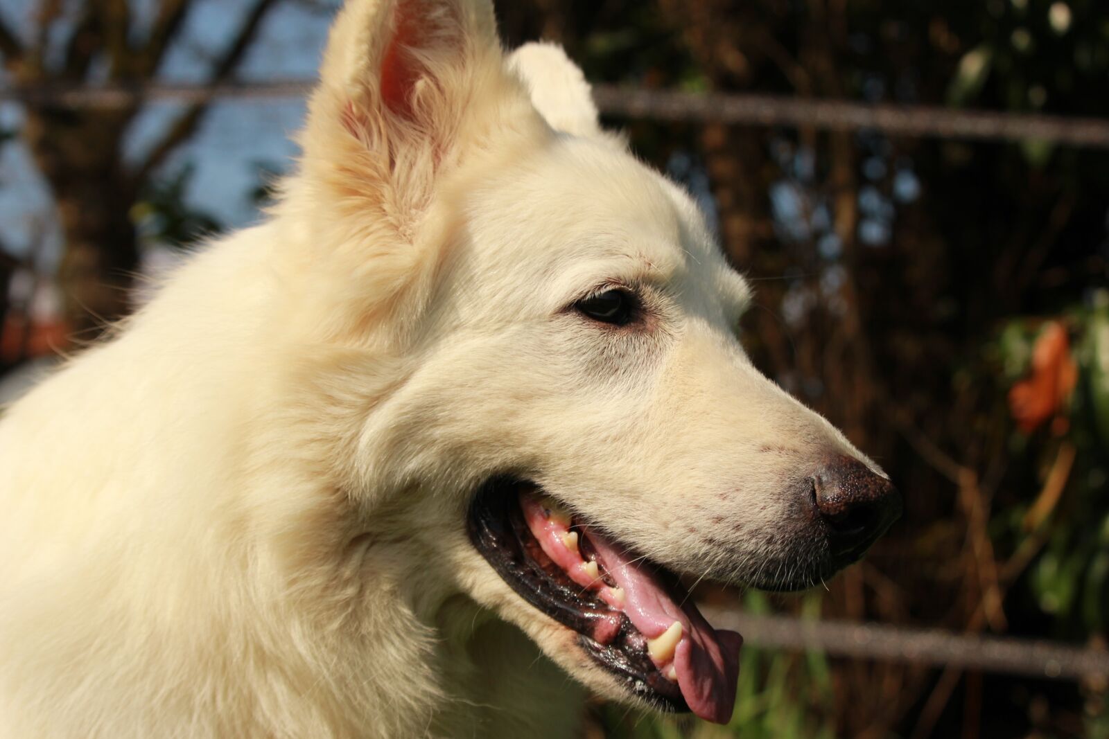 Canon EF-S 55-250mm F4-5.6 IS STM sample photo. Swiss white shepherd, dog photography