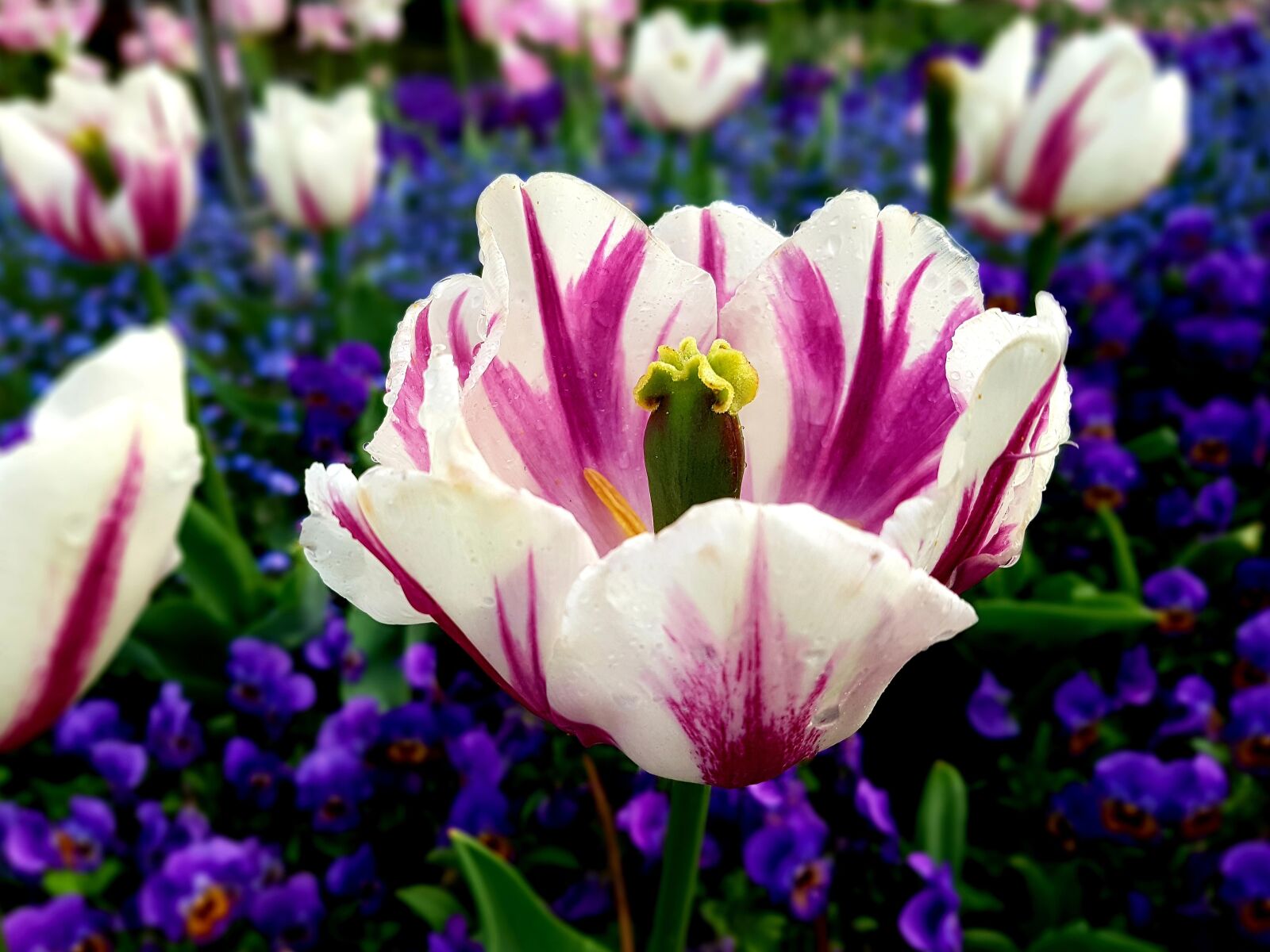 Samsung Galaxy S7 Edge sample photo. Tulip, park, garden photography