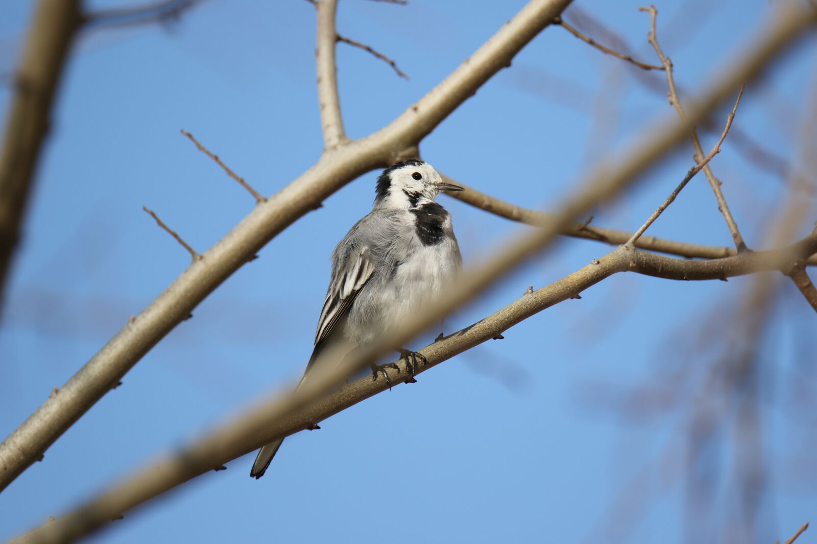 Canon EOS 7D Mark II sample photo. Animal, bird, white wagtail photography