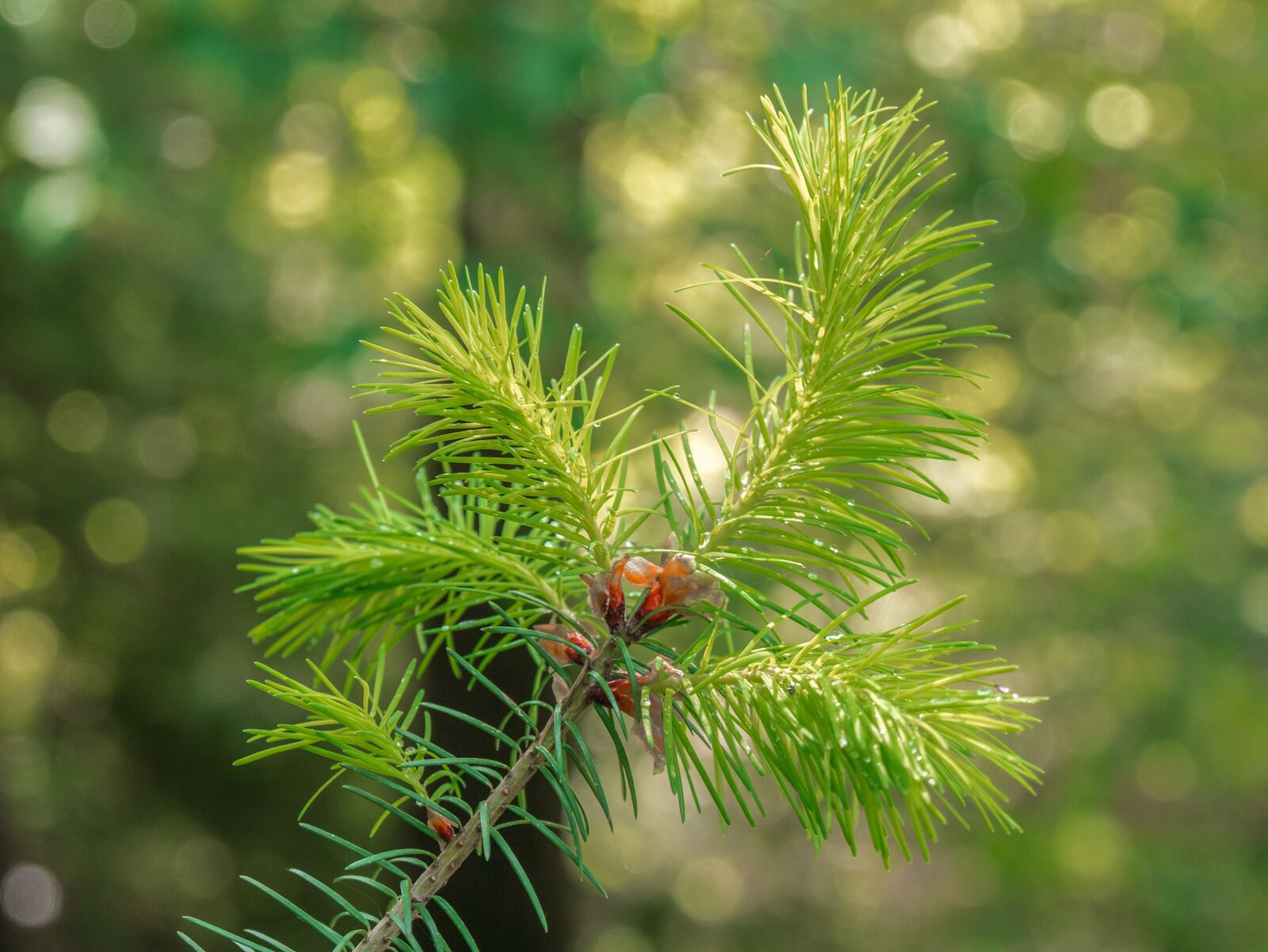 Panasonic DMC-G81 sample photo. Tree, branch, forest photography