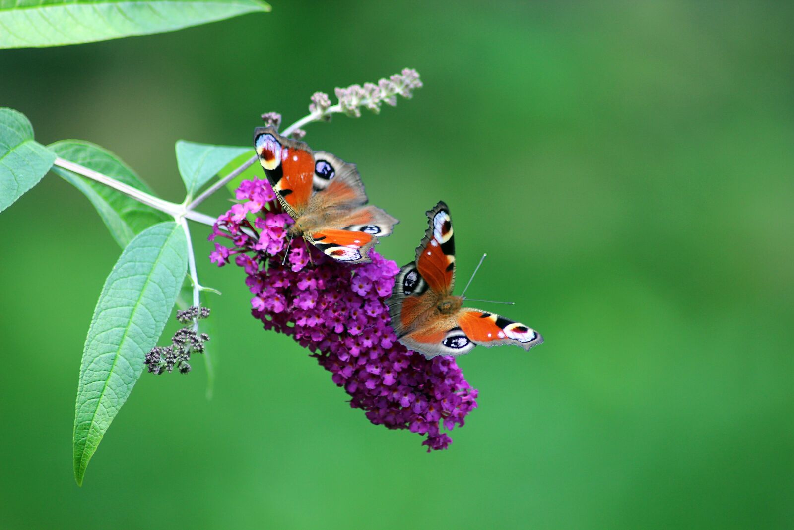 Canon EOS 600D (Rebel EOS T3i / EOS Kiss X5) sample photo. Butterflies, nature tagpfauenauge, insect photography