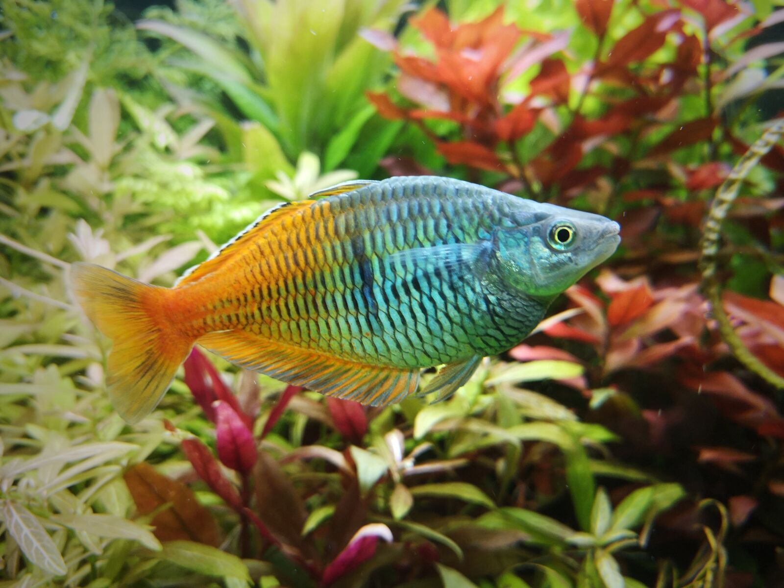 HUAWEI P20 sample photo. Evil mans rainbow fish photography