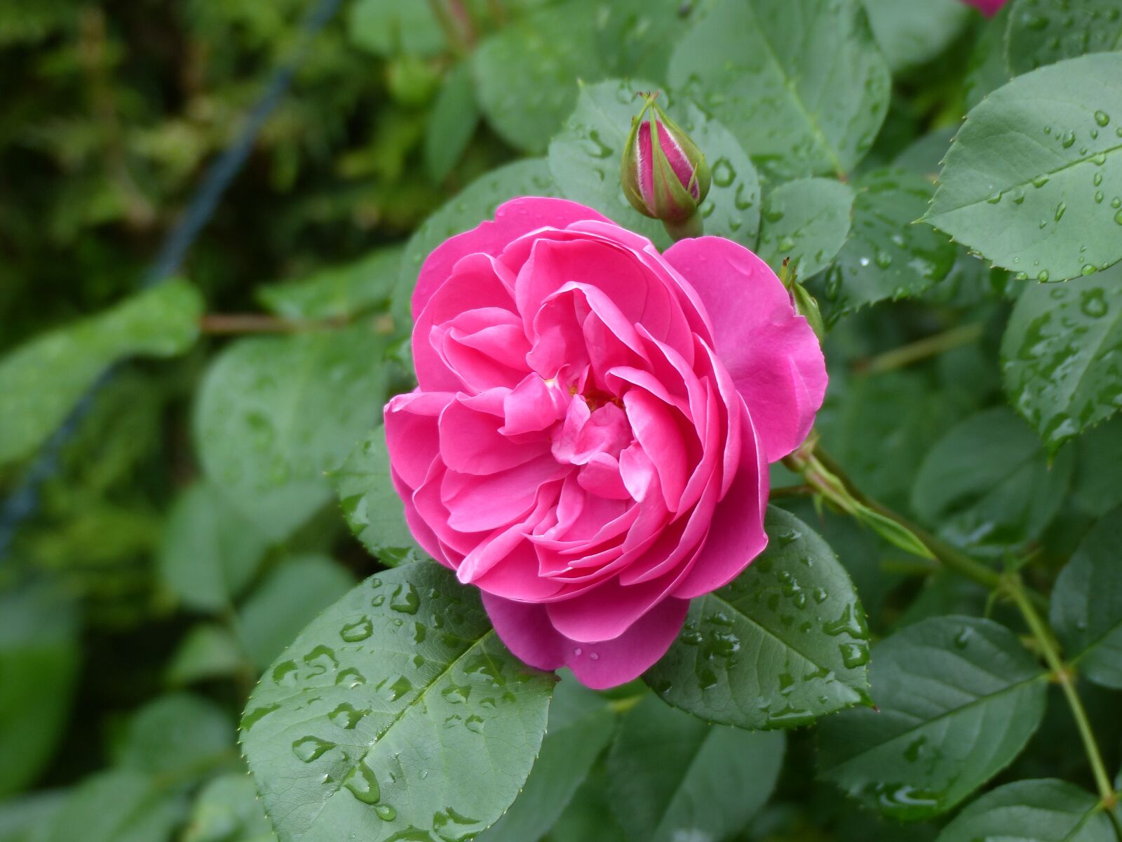 Panasonic Lumix DMC-FZ200 sample photo. Rose, blossom, bloom photography