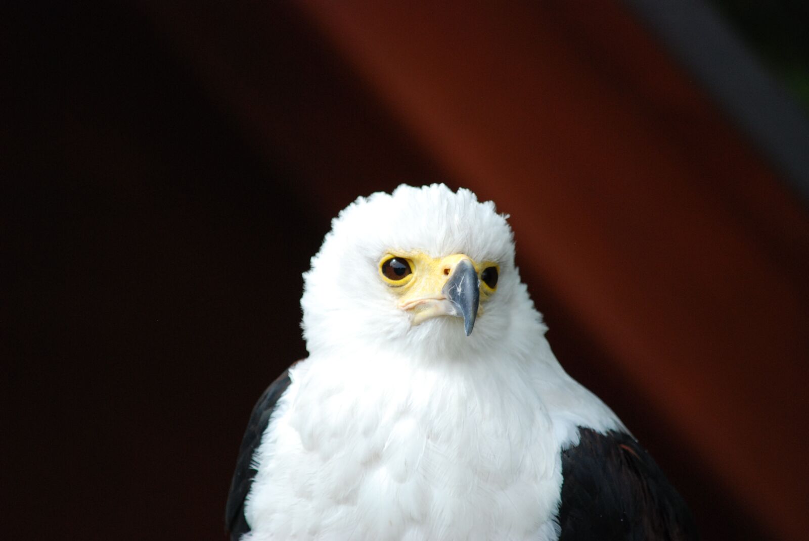 Nikon D80 sample photo. Bald eagle, white tailed photography
